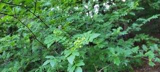 이현주(숲속의농원)님의 자유주제 · 자유게시판 작성글 사진