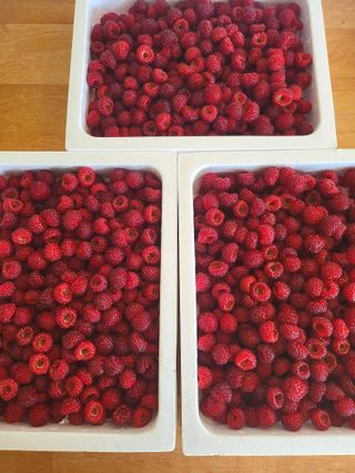 처녀골 산딸기 농장님의 장터이야기 · 자유게시판 작성글 사진