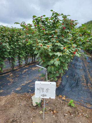 처녀골 산딸기 농장님의 장터이야기 · 자유게시판 작성글 사진