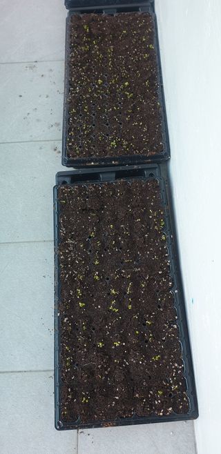 양촌리 2912님의 들깨 · 자유게시판 작성글 사진