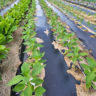 숙이짱님님의 참깨 · 자유게시판 작성글 사진