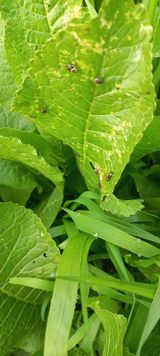 팜모닝 기타작물·병해충상담 게시글 이미지