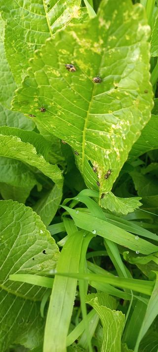 허정택님의 기타작물 · 병해충상담 작성글 사진