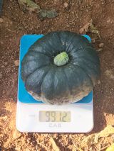 팜모닝 호박·자유게시판 게시글 이미지