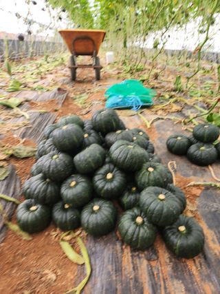 정희원 님의 호박 · 자유게시판 작성글 사진