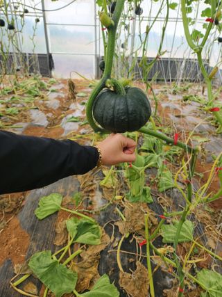 정희원 님의 호박 · 자유게시판 작성글 사진