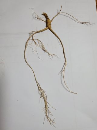 약초꾼님의 기타작물 · 자유게시판 작성글 사진