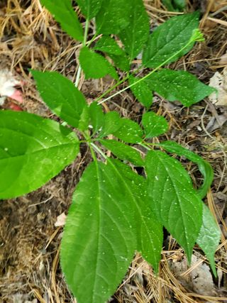 약초꾼님의 기타작물 · 자유게시판 작성글 사진