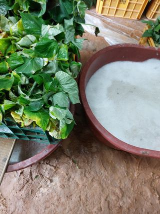 농촌의지킴님의 자유주제 · 자유게시판 작성글 사진