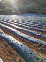 팜모닝 자유주제·자유게시판 게시글 이미지