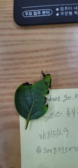 팜모닝 감·병해충상담 게시글 이미지