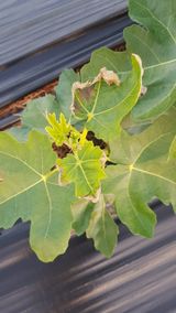 팜모닝 기타작물·병해충상담 게시글 이미지