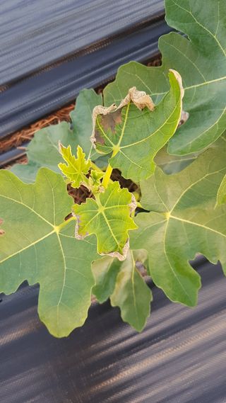 농민님의 기타작물 · 병해충상담 작성글 사진