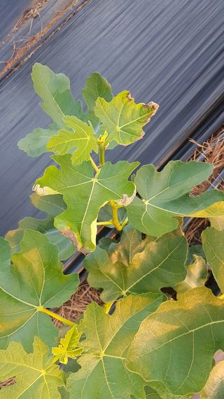 농민님의 기타작물 · 병해충상담 작성글 사진