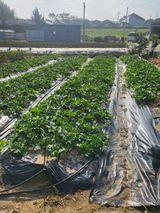 팜모닝 기타작물·자유게시판 게시글 이미지