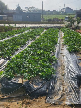 장용익님의 기타작물 · 자유게시판 작성글 사진