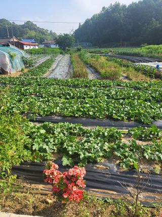 장용익님의 기타작물 · 자유게시판 작성글 사진