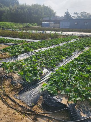 장용익님의 기타작물 · 자유게시판 작성글 사진