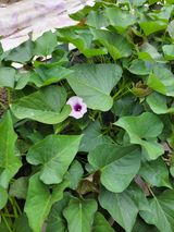 팜모닝 고구마·자유게시판 게시글 이미지