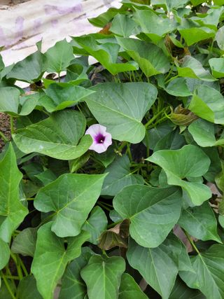 이영철님의 고구마 · 자유게시판 작성글 사진