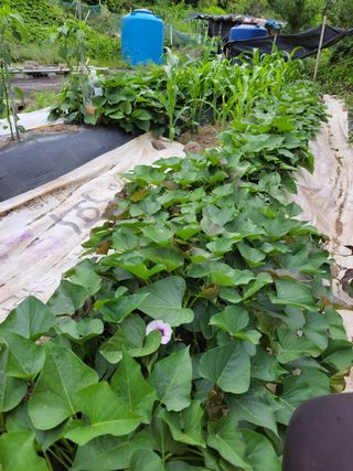 이영철님의 고구마 · 자유게시판 작성글 사진