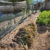 팜모닝 마늘·수확 게시글 이미지