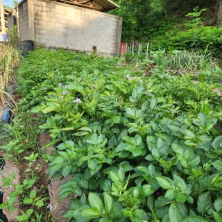 권영동 님의 마늘 · 수확 작성글 사진