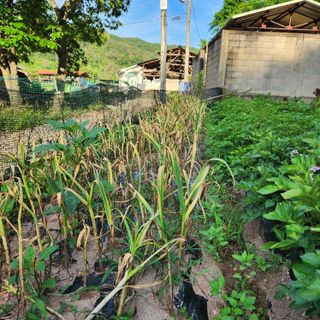 권영동 님의 마늘 · 수확 작성글 사진