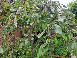 울금박사[빈덕열]님의 자유주제 · 자유게시판 작성글 사진