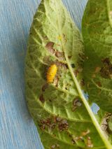 팜모닝 감자·병해충상담 게시글 이미지