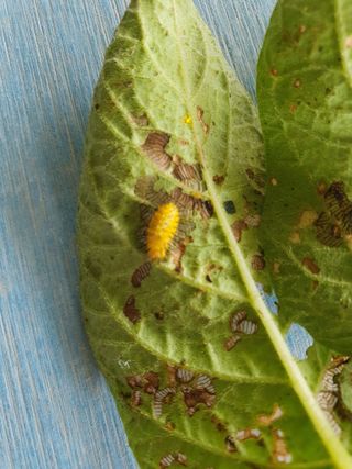 무 하님의 감자 · 병해충상담 작성글 사진