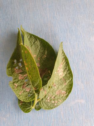 무 하님의 감자 · 병해충상담 작성글 사진