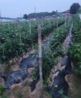 팜모닝 농부님! 어떤 농약 쓰세요?·참여 게시글 이미지