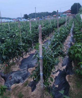 김태영님의 농부님! 어떤 농약 쓰세요? · 참여 작성글 사진