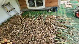 전주치유농정명숙님의 마늘 · 수확 작성글 사진