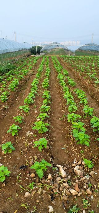 산조아자연인님의 농부님! 어떤 농약 쓰세요? · 참여 작성글 사진