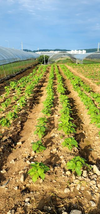 산조아자연인님의 농부님! 어떤 농약 쓰세요? · 참여 작성글 사진
