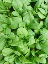 팜모닝 농부님! 어떤 농약 쓰세요?·참여 게시글 이미지