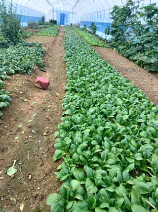 오춘섭님의 농부님! 어떤 농약 쓰세요? · 참여 작성글 사진