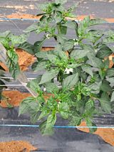 팜모닝 고추·병해충상담 게시글 이미지