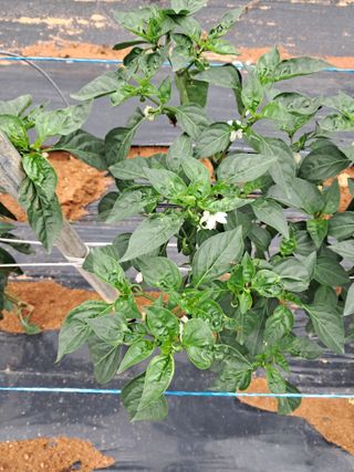 이윤행님의 고추 · 병해충상담 작성글 사진