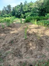 팜모닝 기타작물·자유게시판 게시글 이미지