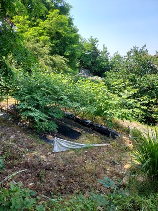 신경숙님의 두릅 · 일상 작성글 사진