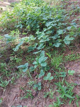 신경숙님의 자유주제 · 자유게시판 작성글 사진