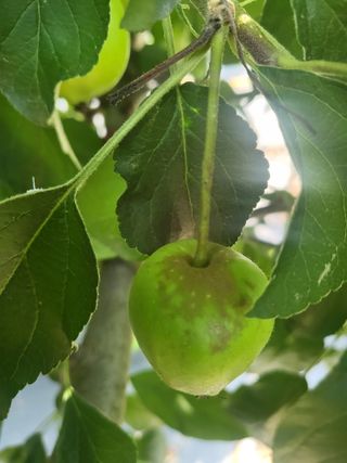 김나영님의 사과 · 병해충상담 작성글 사진