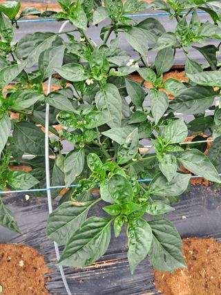 이윤행님의 고추 · 병해충상담 작성글 사진