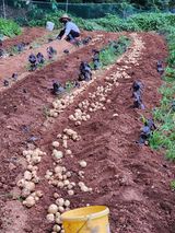 팜모닝 감자·자유게시판 게시글 이미지