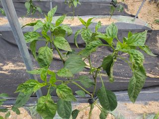 하룻강아지님의 고추 · 병해충상담 작성글 사진