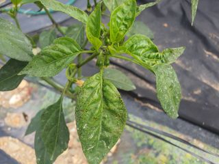 하룻강아지님의 고추 · 병해충상담 작성글 사진