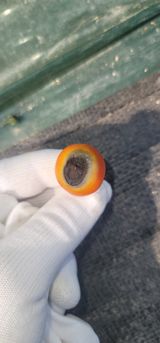 팜모닝 토마토·일상 게시글 이미지